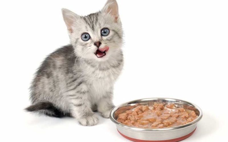 مواد مغذی ضروری برای گربه 