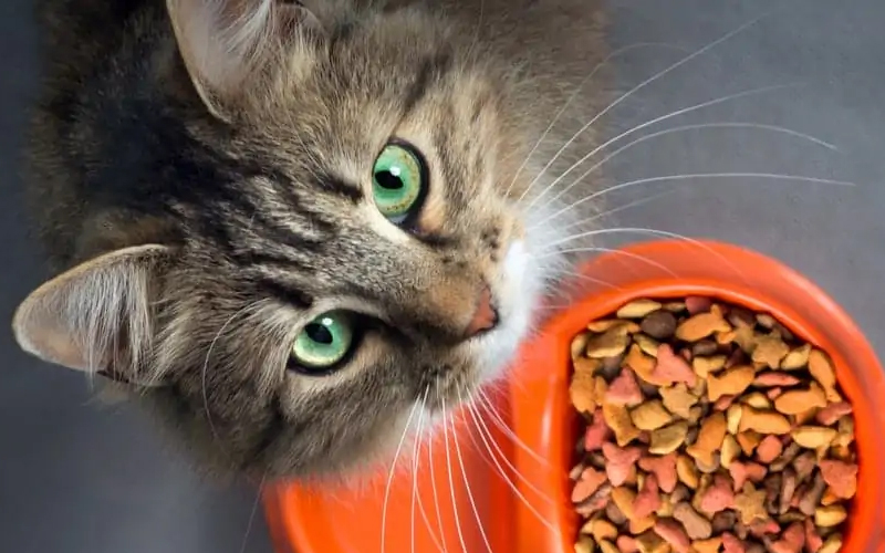 هر آنچه که باید در مورد بهترین غذای گربه بدانید